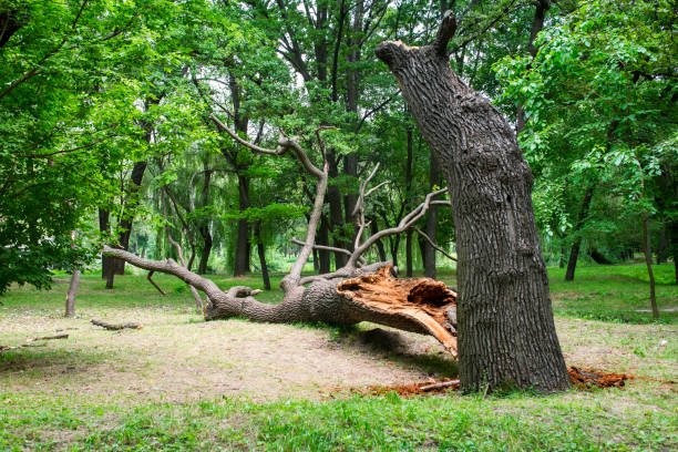 Best Pest Control for Lawns  in Hortonville, WI